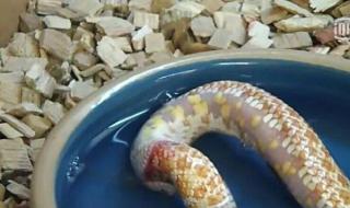 蛇的尾巴进入了我的