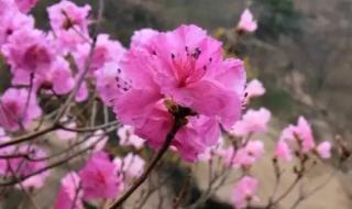 山行唐杜牧古诗解析 山行唐杜牧古诗解析