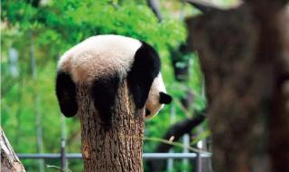 日本推迟送回大熊猫