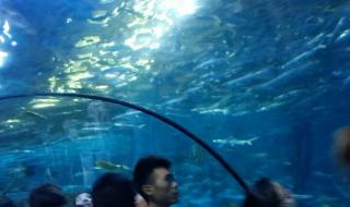 南京海底世界好玩吗