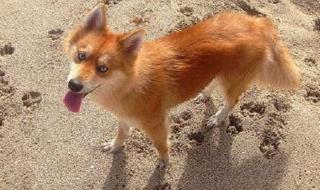 我家狐狸狗 我家狐狸狗