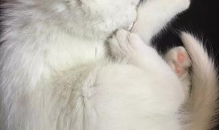 喵糖总动员 喵糖总动员