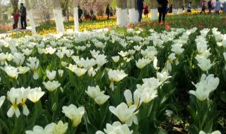 新疆五家渠 新疆五家渠