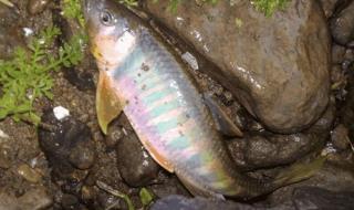 野生石斑鱼 野生石斑鱼