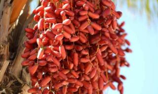 伊拉克椰枣 伊拉克椰枣