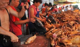 广西玉林狗肉节图片 广西玉林狗肉节图片