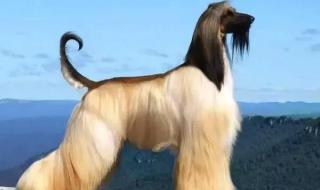 阿富汗女主播禁工作 阿富汗女主播禁工作