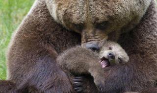 表达母爱的唯美句子 表达母爱的唯美句子