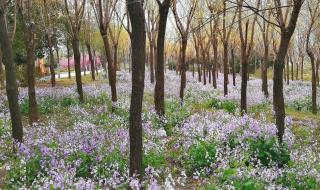 诸葛菜是二月兰吗 诸葛菜是二月兰吗