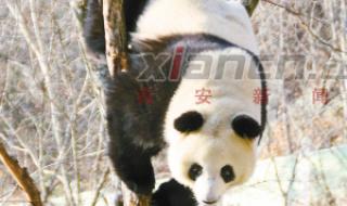 大熊猫丫丫的女儿美美 大熊猫丫丫的女儿美美