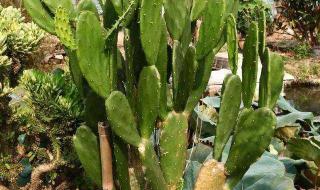 火龙果是仙人掌的果实 火龙果是仙人掌的果实