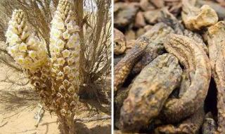 梭梭树根部寄生 梭梭树根部寄生